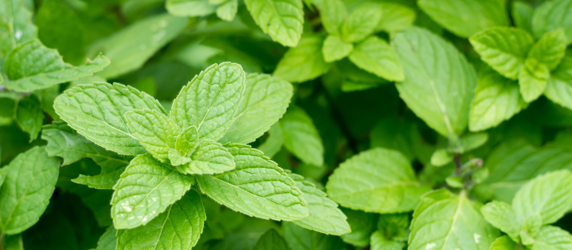 Fresh mint leaves growing